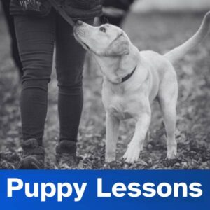 Puppy Lessons