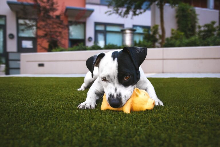Why Positive Reinforcement Matters: A Comprehensive Guide to Better Dog Training