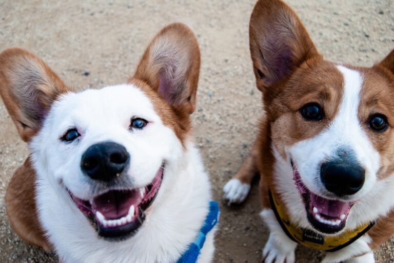 Master Dog Anxiety Management: Expert Training Tips for a Calmer, Happier Pet