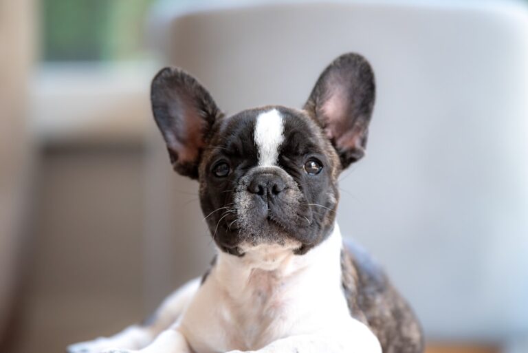 The Ultimate Guide to Solving Puppy Training Problems