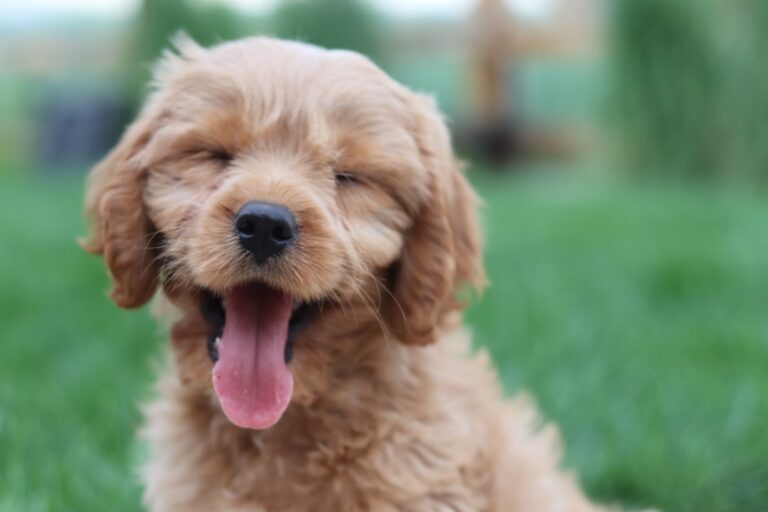 Understanding Dog Play Styles: A Complete Guide to Your Pet’s Playful Behaviors