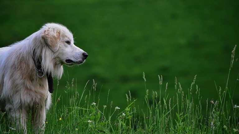 The Ultimate Guide to Car Training Your Dog: From Anxiety to Adventure