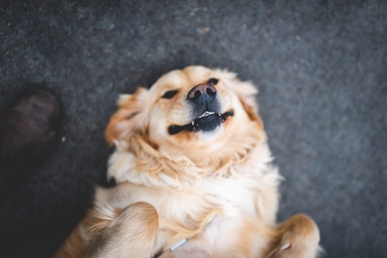 Transform Your Dog into the Perfect Family Companion: A Complete Guide