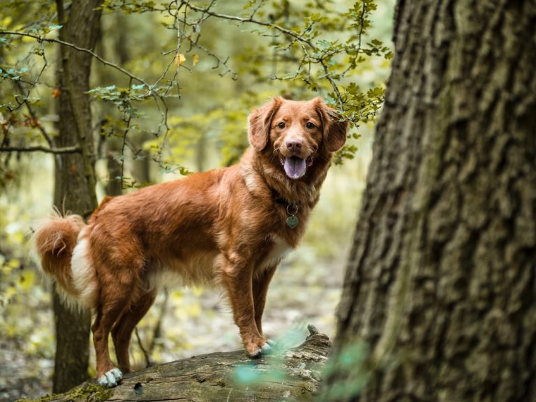 How to Build Trust with Your Dog: A Complete Guide to Touch Training Techniques