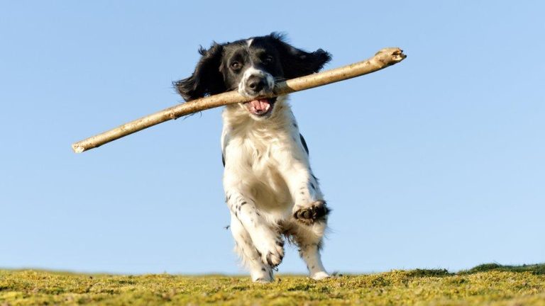 The Ultimate Guide to Creating Skill-Building Games for Dogs: From Basics to Advanced