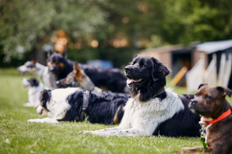 How to Manage Multi-Dog Dynamics During Summer Activities