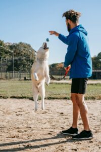 Keep your dog active when it's too hot.