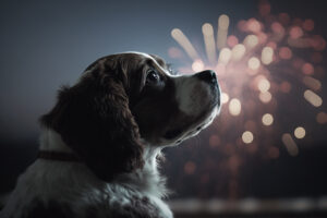 Fourth of July Fireworks