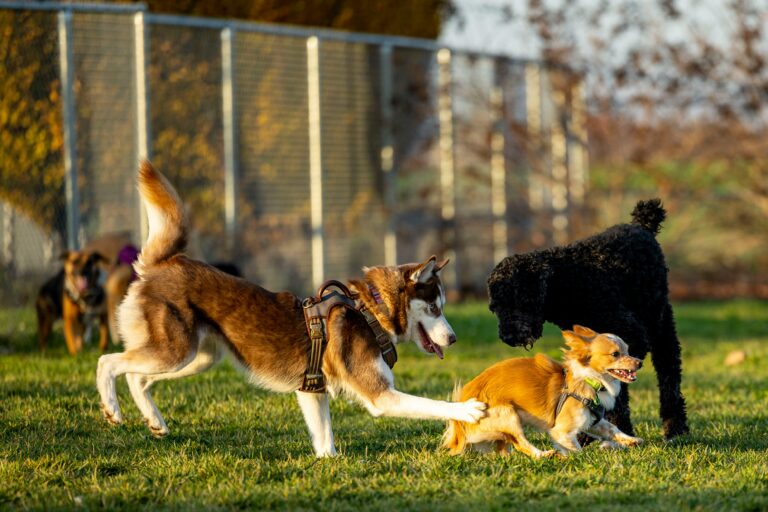 Keep your dog active when it's too hot.