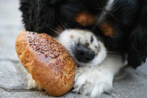 Summer foods for dogs