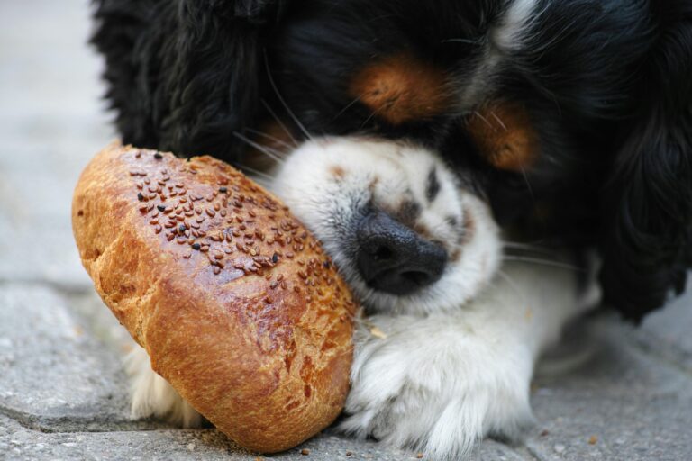 Summer foods for dogs