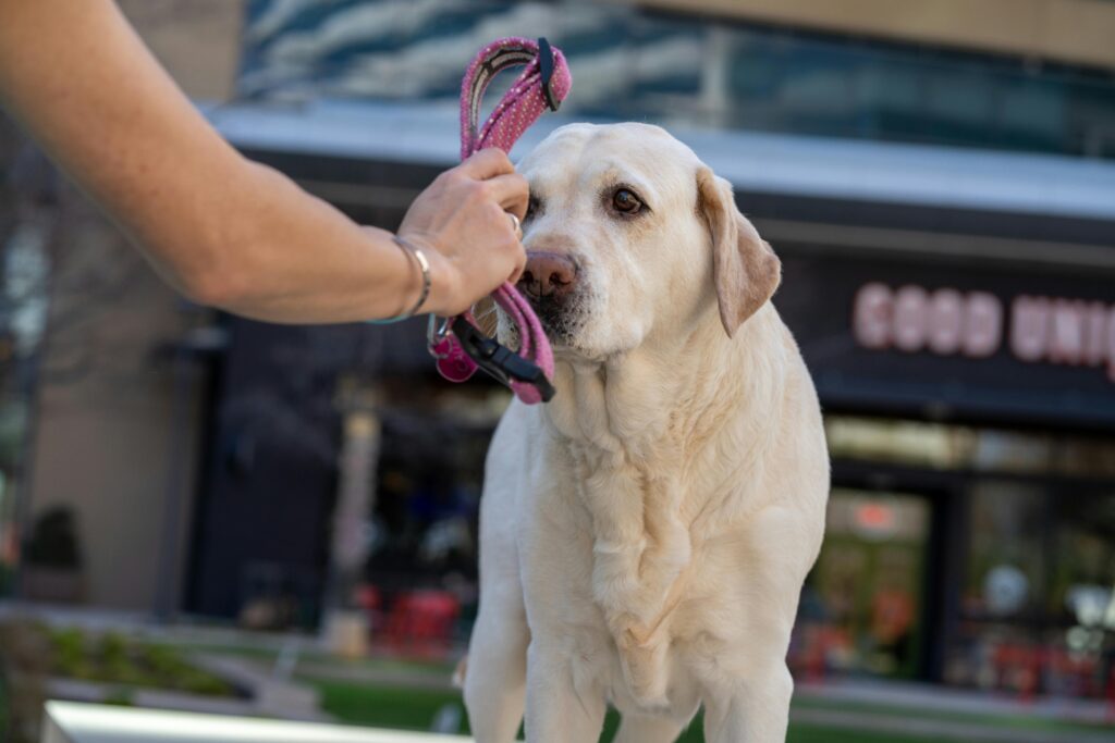 Preparing Your Dog for Back-to-School Schedule Changes