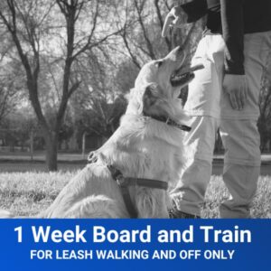 1-Week Board and Train Leash Walking and Off Only)