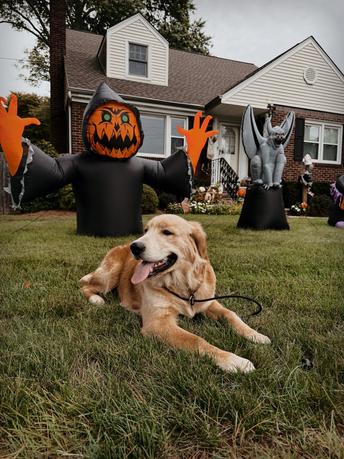 Loki the golden retriever holding a down in a front yard decorated for Halloween