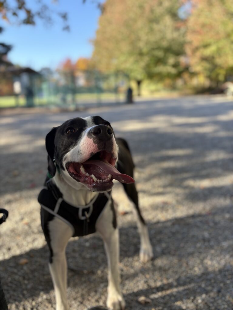 Archie the pit bull and lab mix standing on a park path on a sunny fall day, relaxed and happy